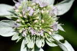 Loomis' mountainmint